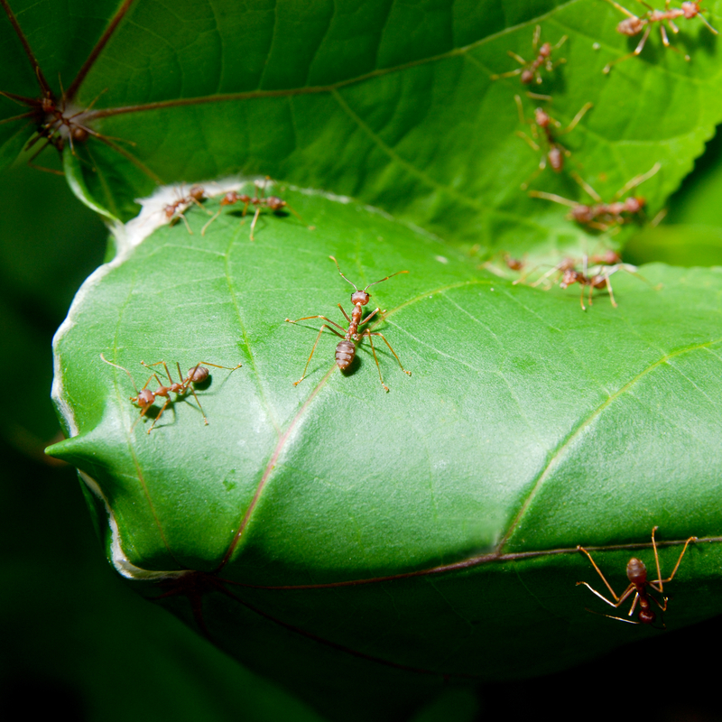 Dét vidste du ikke om myrerer